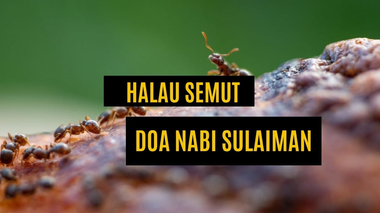 Prophet Sulaiman's Prayer Drives Away Ants 1 Hour | Doa Nabi Sulaiman Halau Semut 1 Jam