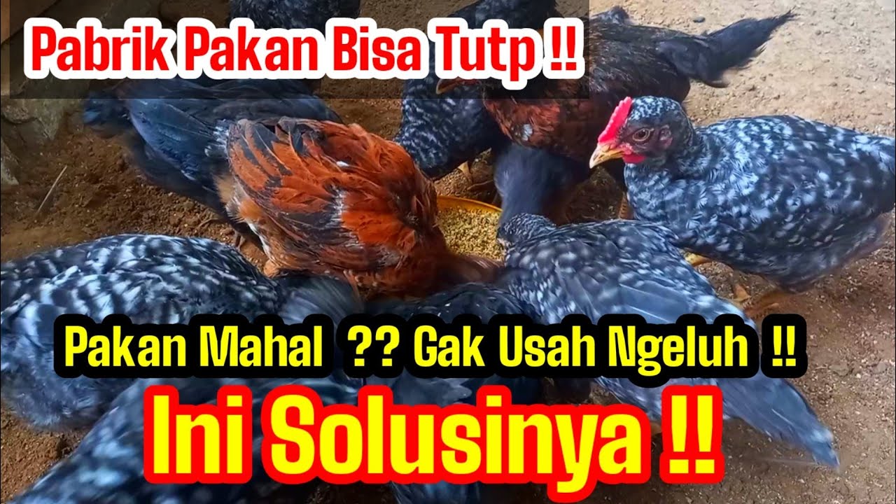 CARA HEMAT BIAYA PAKAN.(how to save feed cost).