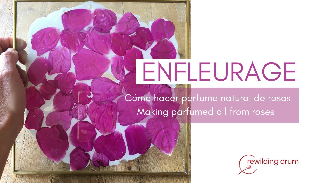 Enfleurage: cómo hacer perfume natural de rosas - Making parfumed oil from roses / Kiki NARDIZ