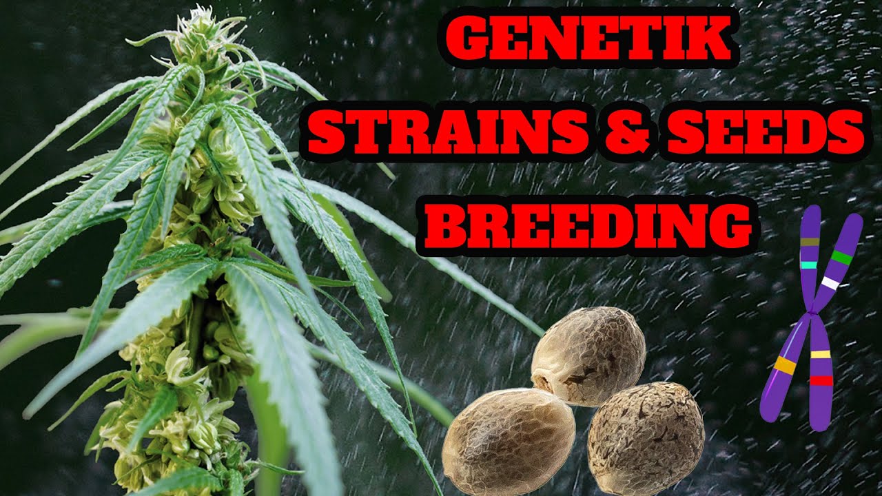 🌱 Genetik, Breeding, Samen, Landrassen, Ph&auml;notyp & mehr 🌱 Auf dem Weg zum Breeding: Teil 1
