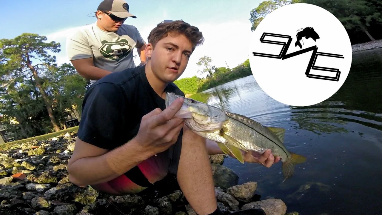 Snook in Naples, FL