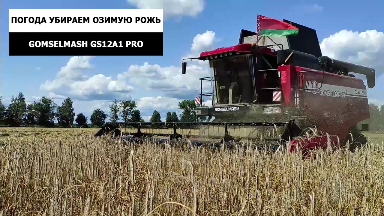 Погода - продолжаем убирать озимую рожь комбайном GOMSELMASH GS12A1 PRO