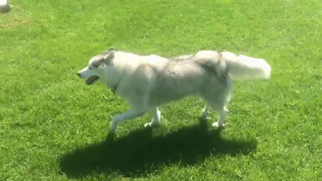 Husky Huddle