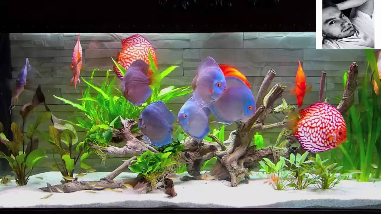 Symphysodon discus