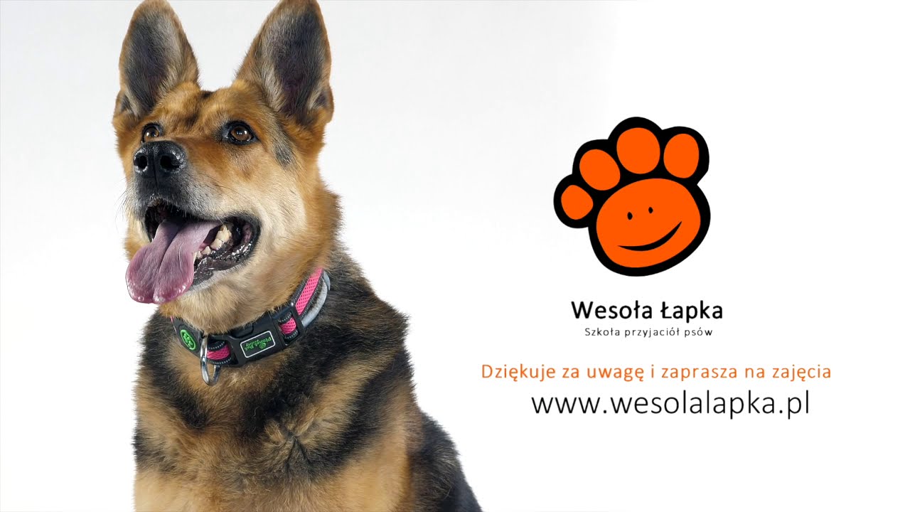 Agent Bolek. Jak opanować emocje u psa?