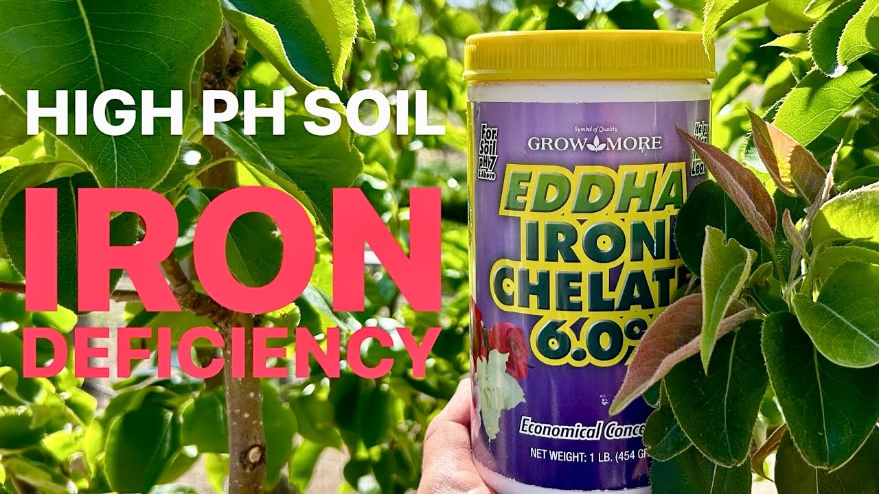 🌱 How to Treat Iron Chlorosis caused by High PH