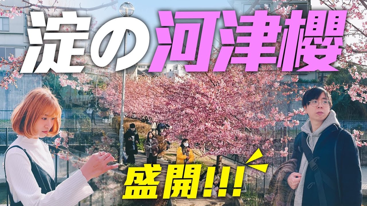 【2021櫻花實況】京都「淀水路の河津桜」盛開🌸😍 | 這次真的是「櫻花🌸」😂！！！ | 日本生活の日常 | Kiu & Chung