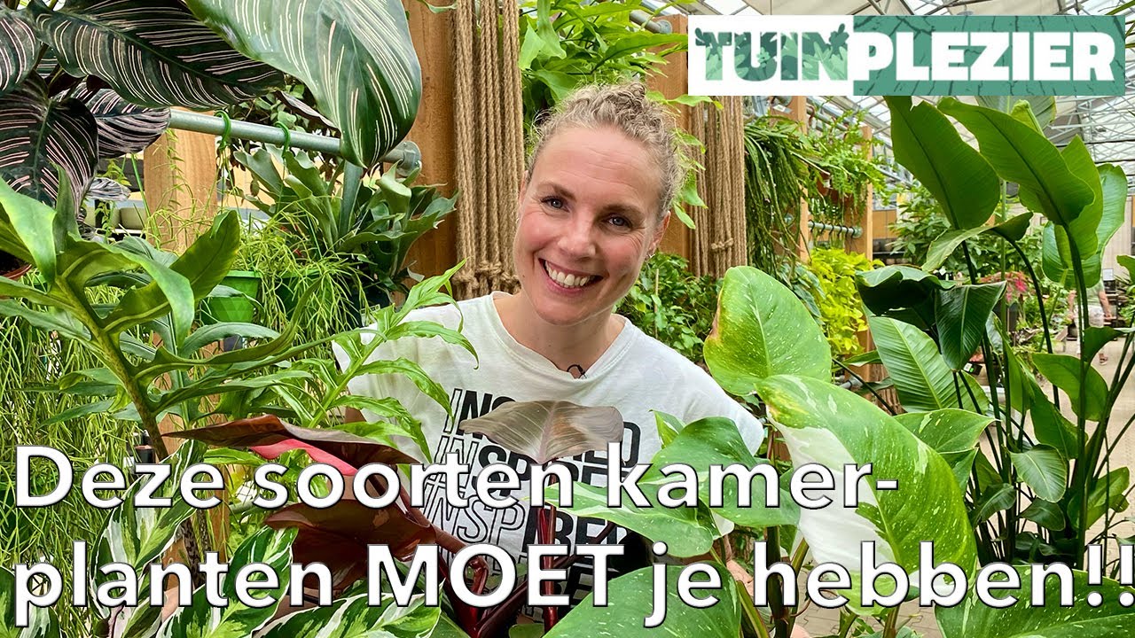 Deze 6 soorten kamerplanten MOET je echt hebben! 🌿 | Must-have | Tuinplezier