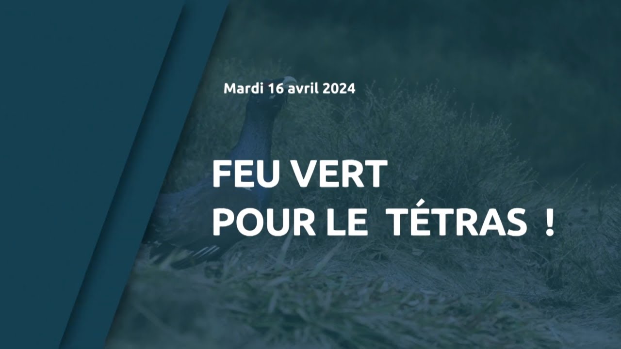 Feu vert pour le tétras !