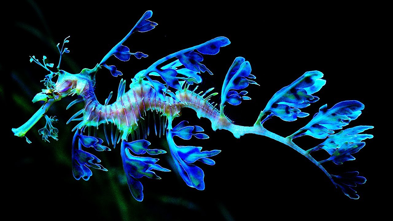 10 самых красивых морских коньков в мире