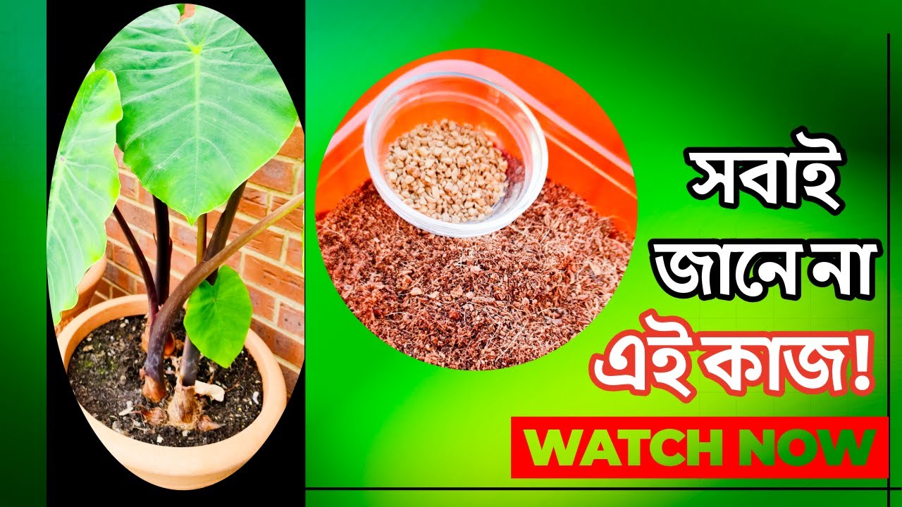 নতুন করে বীজ বপনের আগে এই কাজটি আজই করুন | ইউকে-তে গাছের মাটি প্রস্তুত করার সঠিক পদ্ধতি