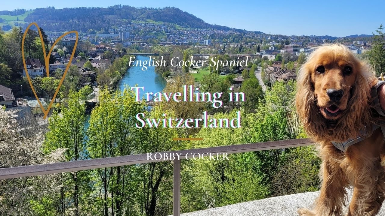 🐶 Funny Travel Pet Video Compilation 2022🐾Switzerland 🐕English Cocker Spaniel - Robby and fountains