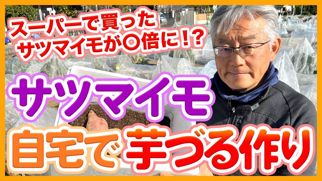 家庭菜園や農園のサツマイモ栽培でスーパーで買った種芋が◯倍に！？自宅で簡単に出来る芋づる作りの方法を徹底解説！【農家直伝】/Tips for making sweet potato vines.
