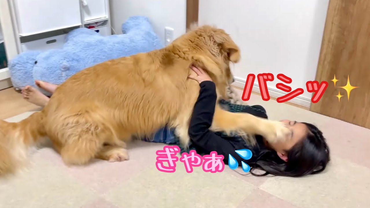 相手が娘でも容赦なくキメる黄金の右ストレート【ゴールデンレトリバーとミニチュアダックスフンド】