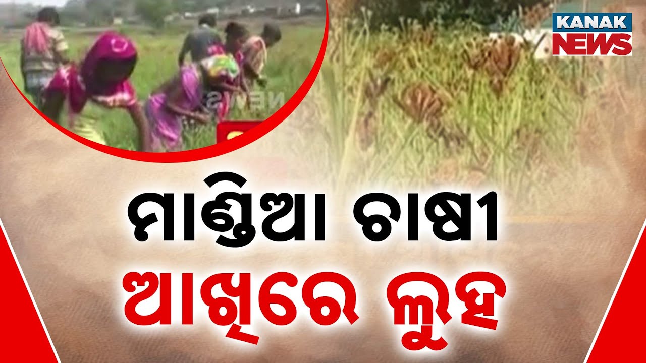 Millet Cultivation In Odisha: Government Dreams vs Ground Reality | Know The Details