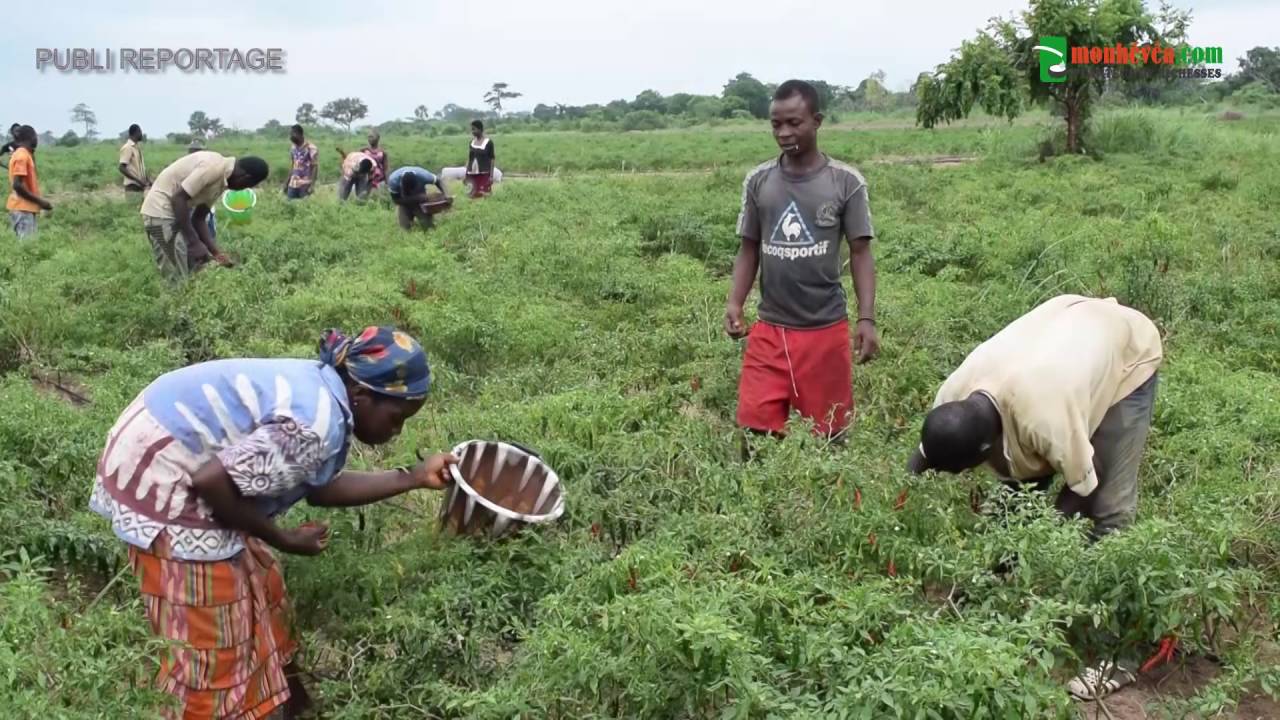 Agronomix pourvoyeur d'emploi