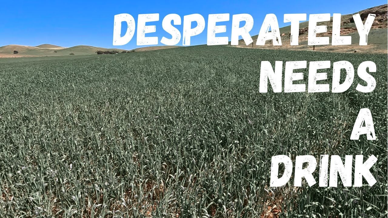 Some Days Are Just Like This | Bugs in The Canola, Moisture Stressed Wheat & More Header Maintenance