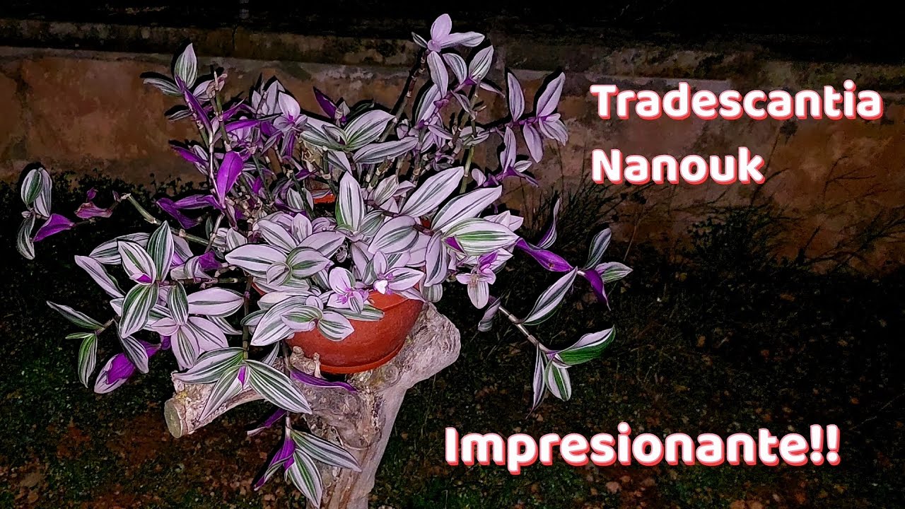 Cómo cuidar y características de la Tradescantia Nanouk 💚💜 para que esté espectacular @Jardinsinfin