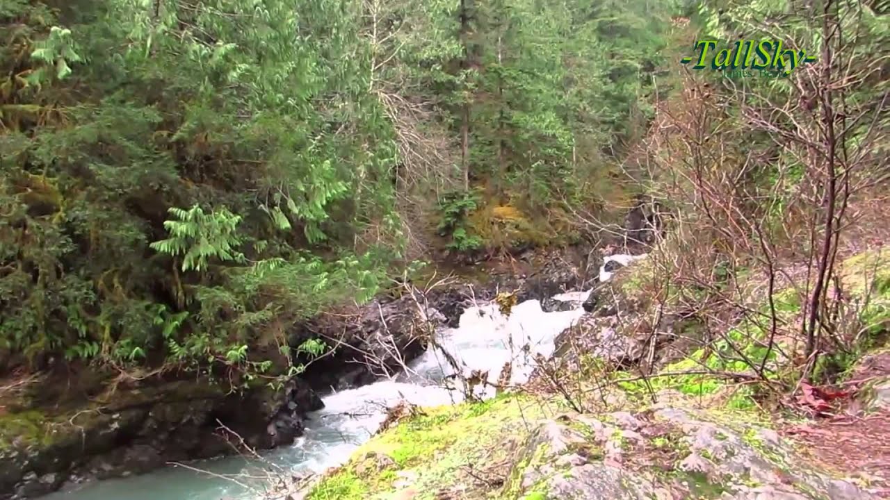 Walk in the Olympic National Forest -Actual sound, WA State/18min