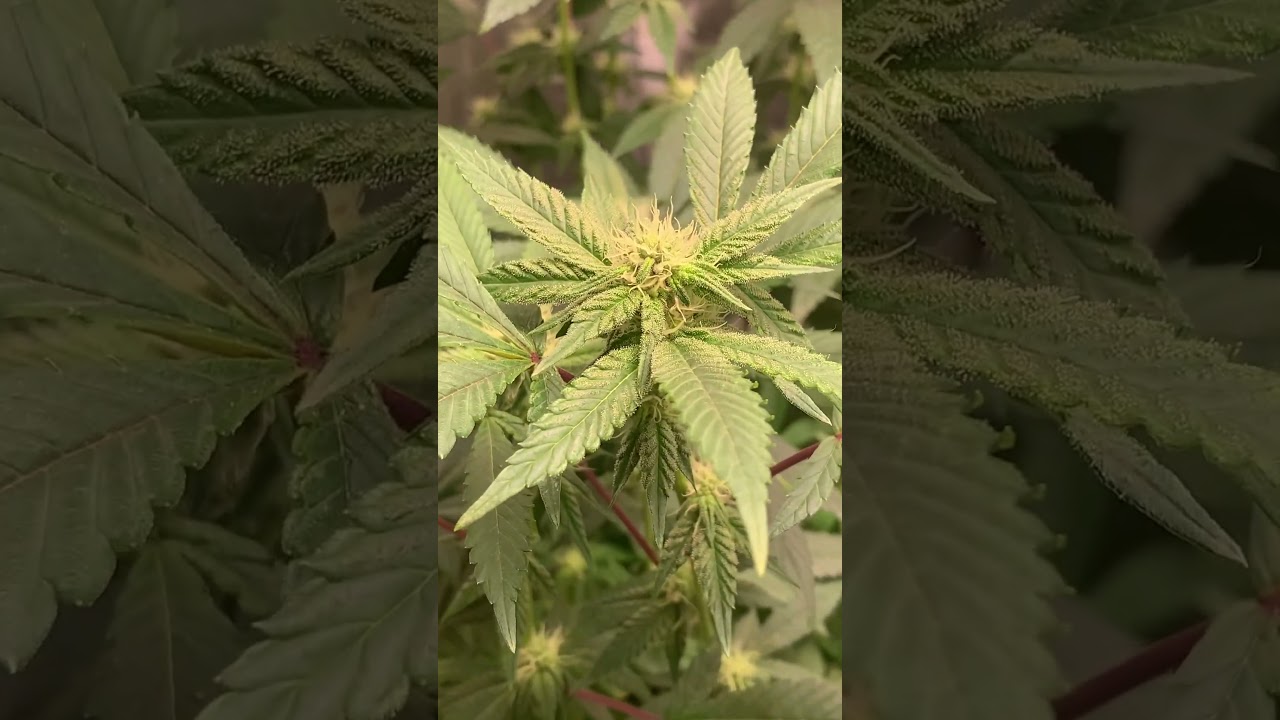 Large defoliation tomorrow.#firsttimegrower #weedchannel #cannabisgrowers #420 #growtent #sativa