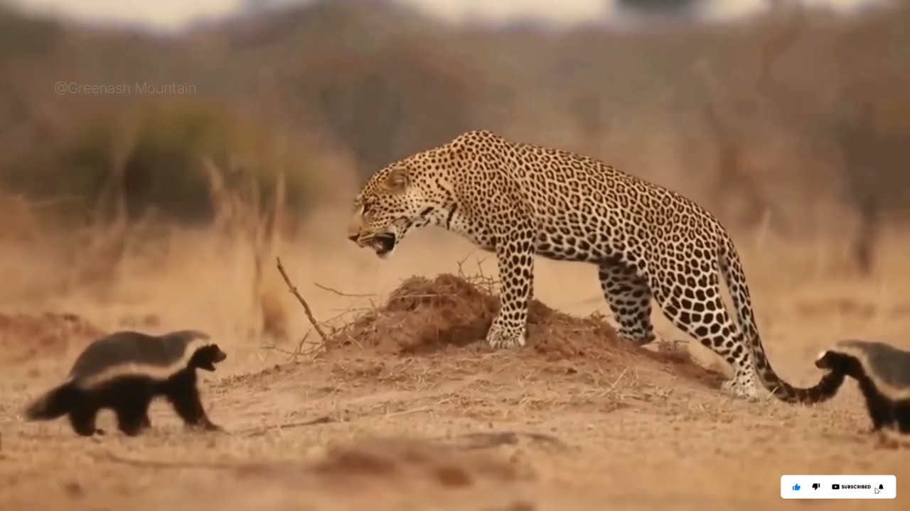 Leopard Chose the Wrong Opponent &mdash; Honey Badgers Fought Back Hard