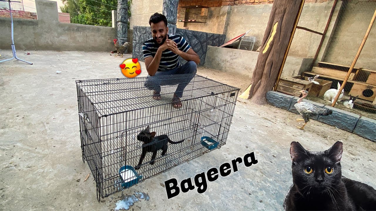 Humary Pas Aya Aj Bageera 😘