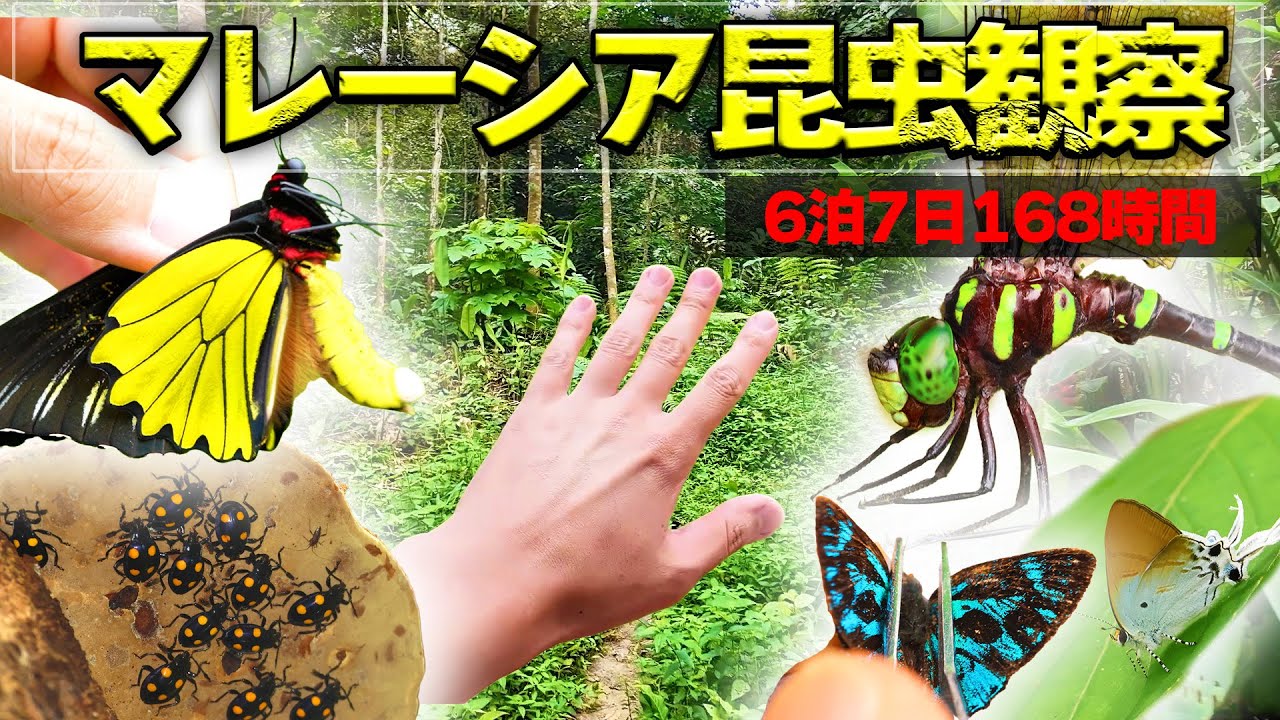 マレーシアで昆虫観察してみたら最高すぎた…2日目