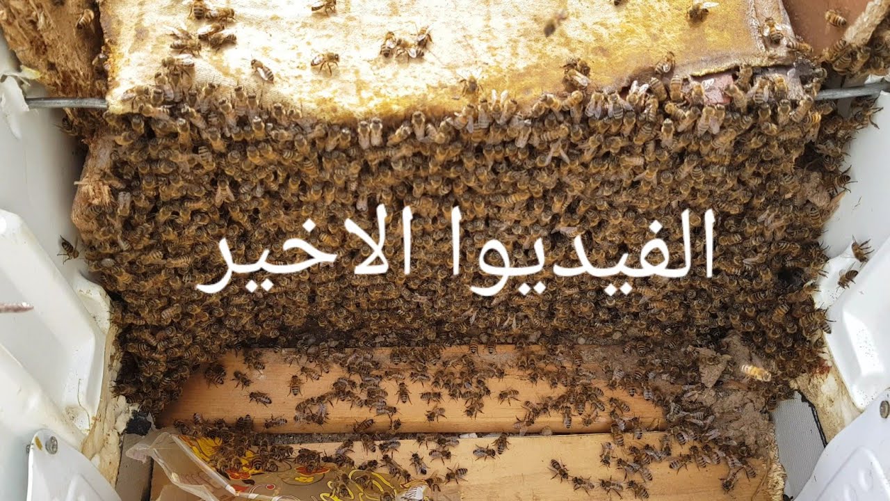 حال النحل الثلاجة.