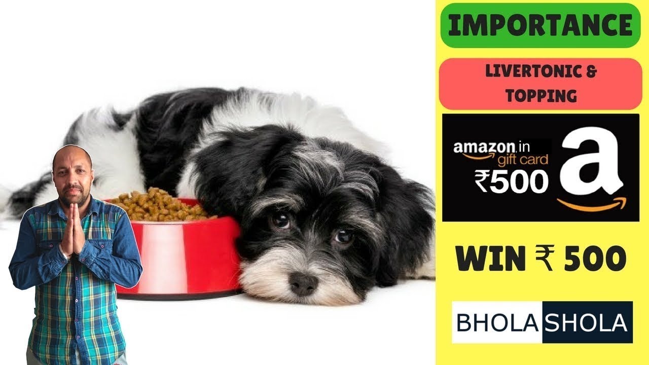 What to do if Dog | Puppy Not Eating Food | Feed - Importance for Livertonic | Topping - Bhola Shola