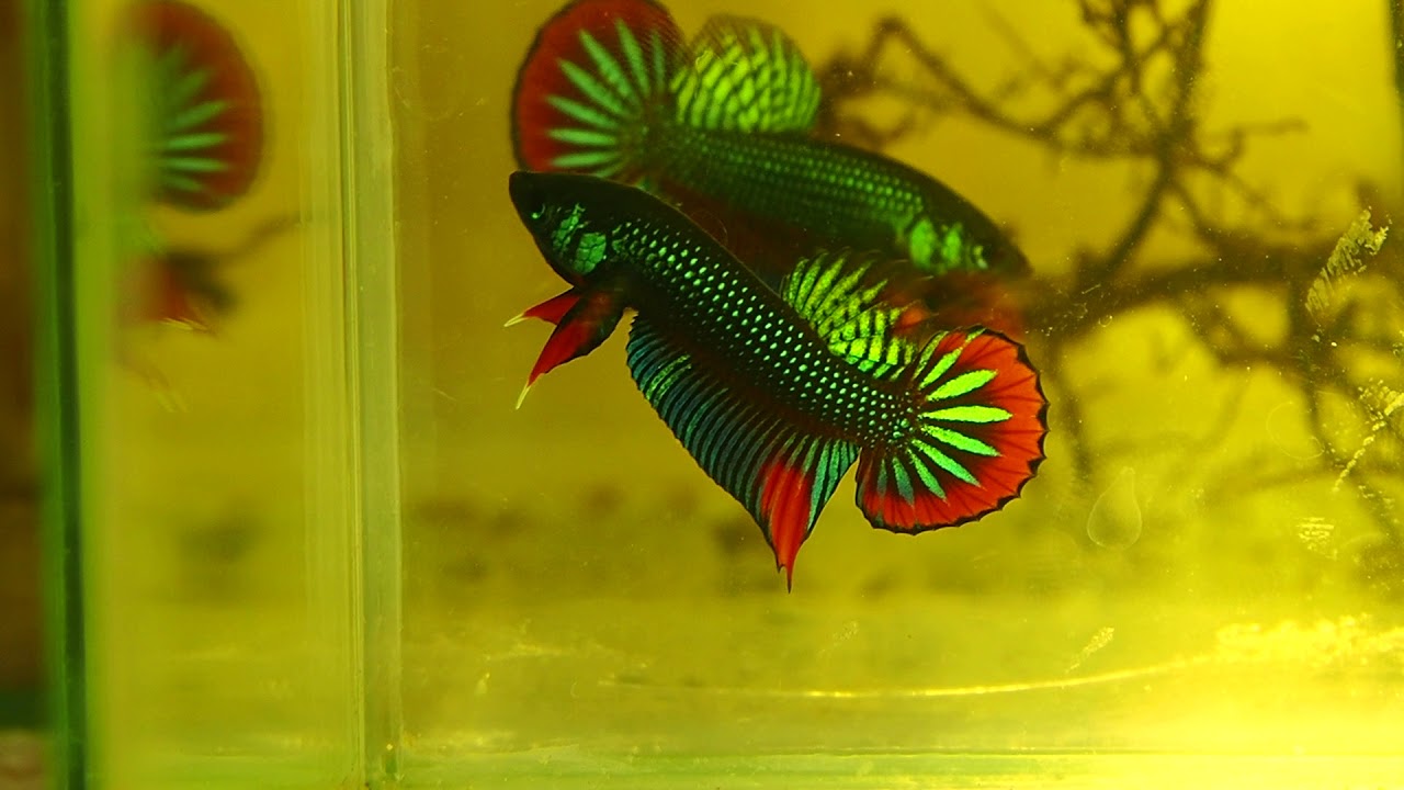 Amazing colorful Wild betta imbellis show quality - Franksbettas