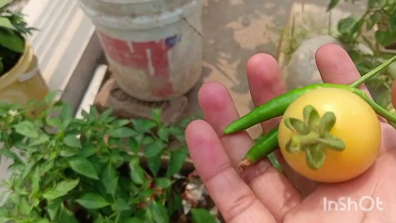 Ghar ki kheti 🌾dekhiye aaj kya kya vegetable 🍆 तोड़े हैं #viralvideo #reels #kitchengarden#ownvoice 