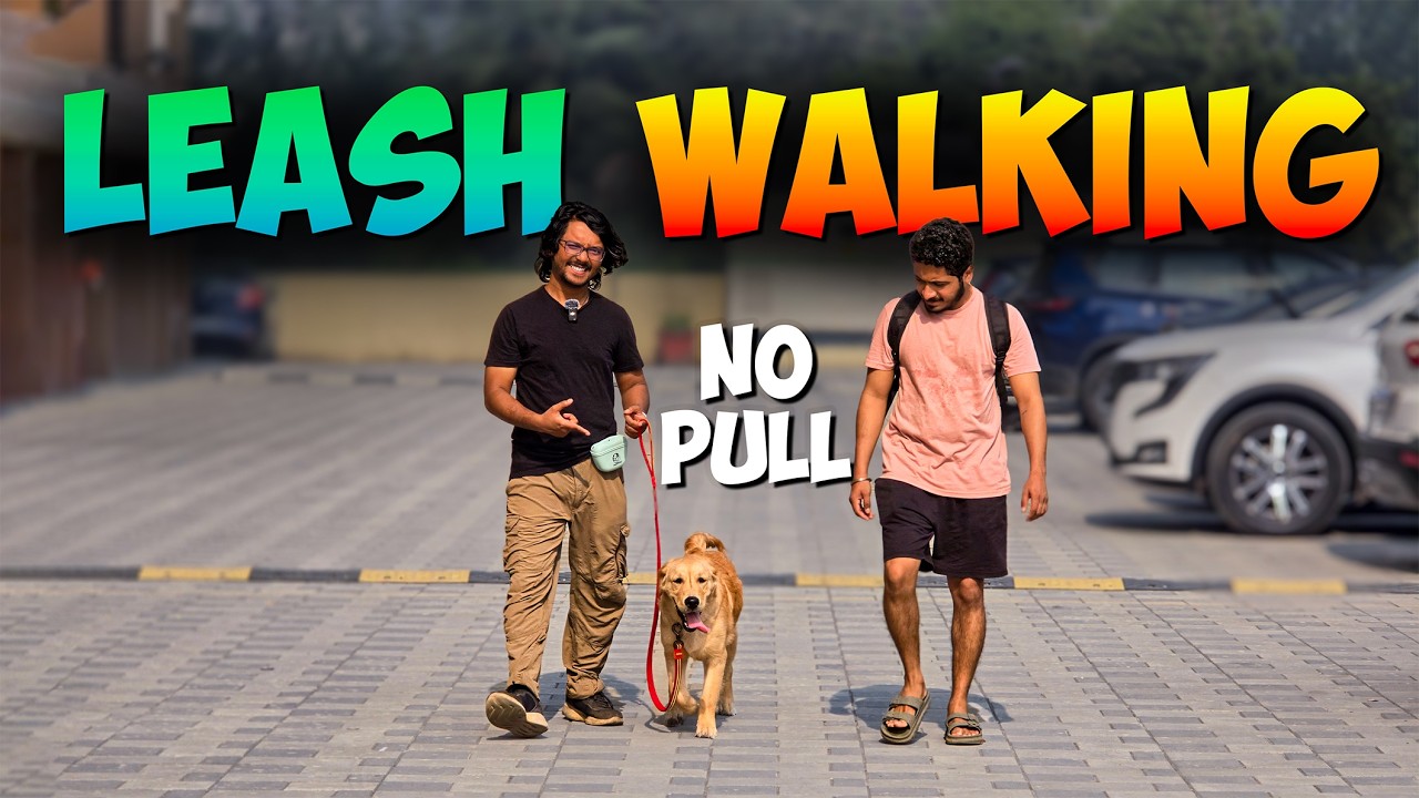 How To Stop Your Dog From Pulling On The Leash During Walk (3-Day Fix!) 🐾 #DogTraining