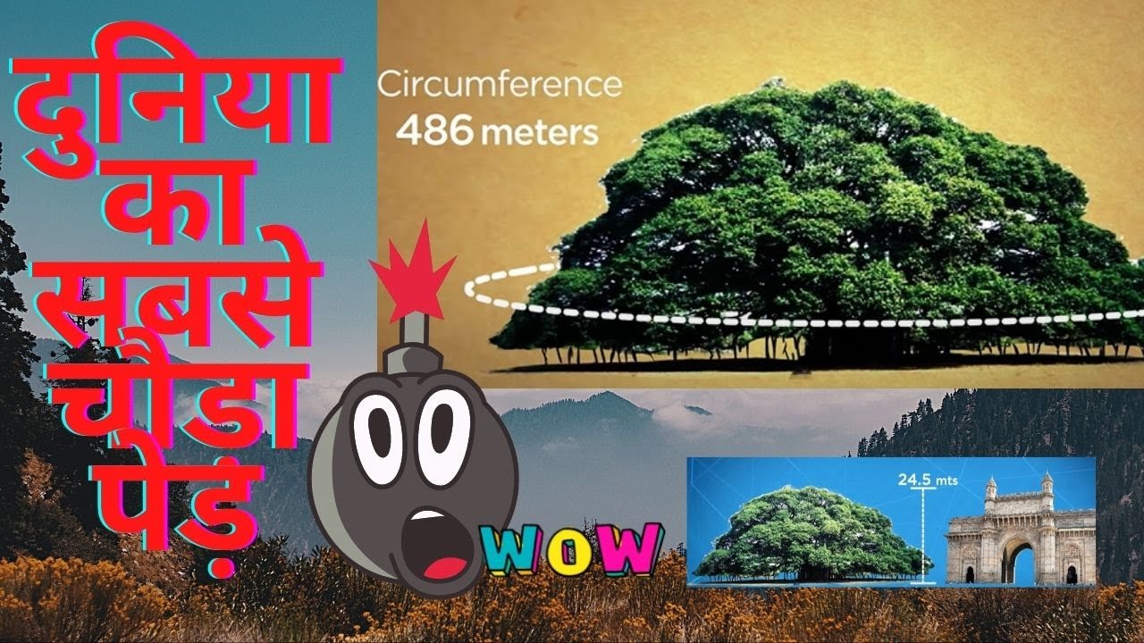 World 's widest tree | दुनिया का सबसे चौड़ा पेड़ | GetFactsTree | Facts About Worlds.