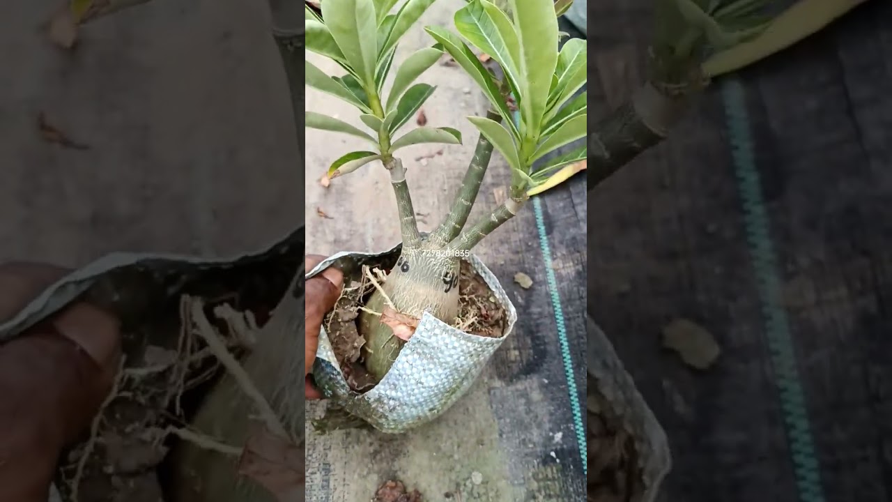 multi colour Adenium plant.. what's app 7278201835,#adenium #multigrafting #shorts