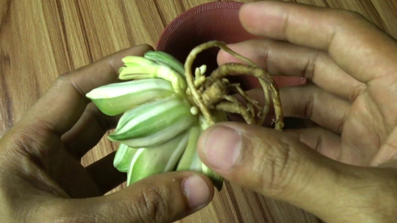 Repotting New Variegated Haworthias