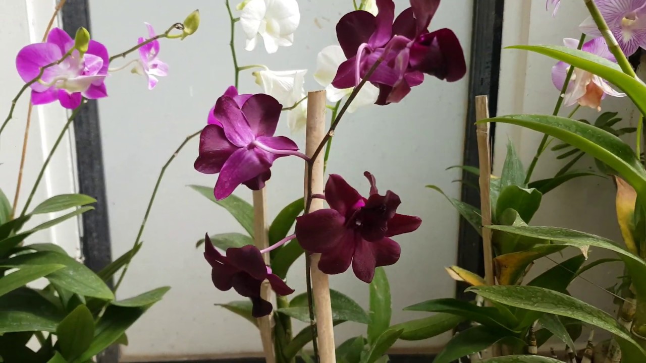 नर्सरी से flowers के साथ buy कीये हुए orchid के पौधों मे फिर से flowring क्यो नही आती? Part -1