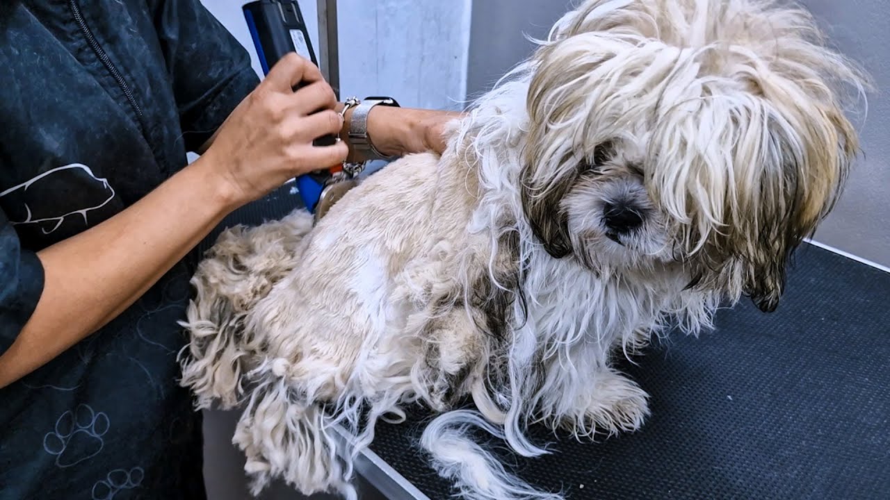 Poor MATTED DOG. 🐶❤️ DOG GROOMING TRANSFORMATION