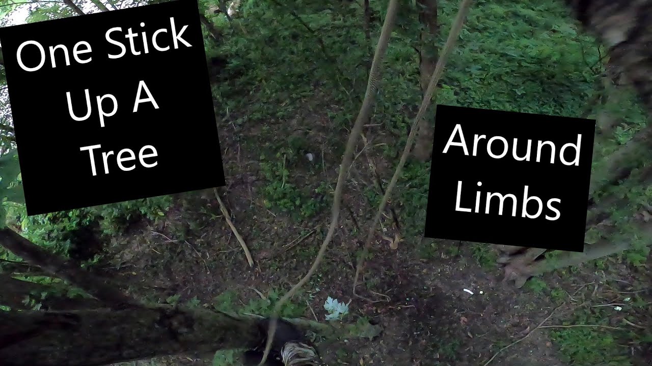 How To One Stick Up A Tree And Around Limbs