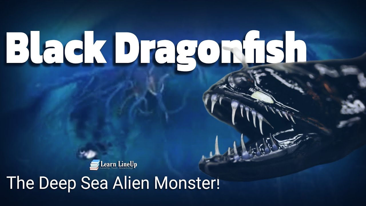 👾 The Deep Ocean&rsquo;s Hidden Alien: The Black Dragonfish! | Animal | Learn LineUp |