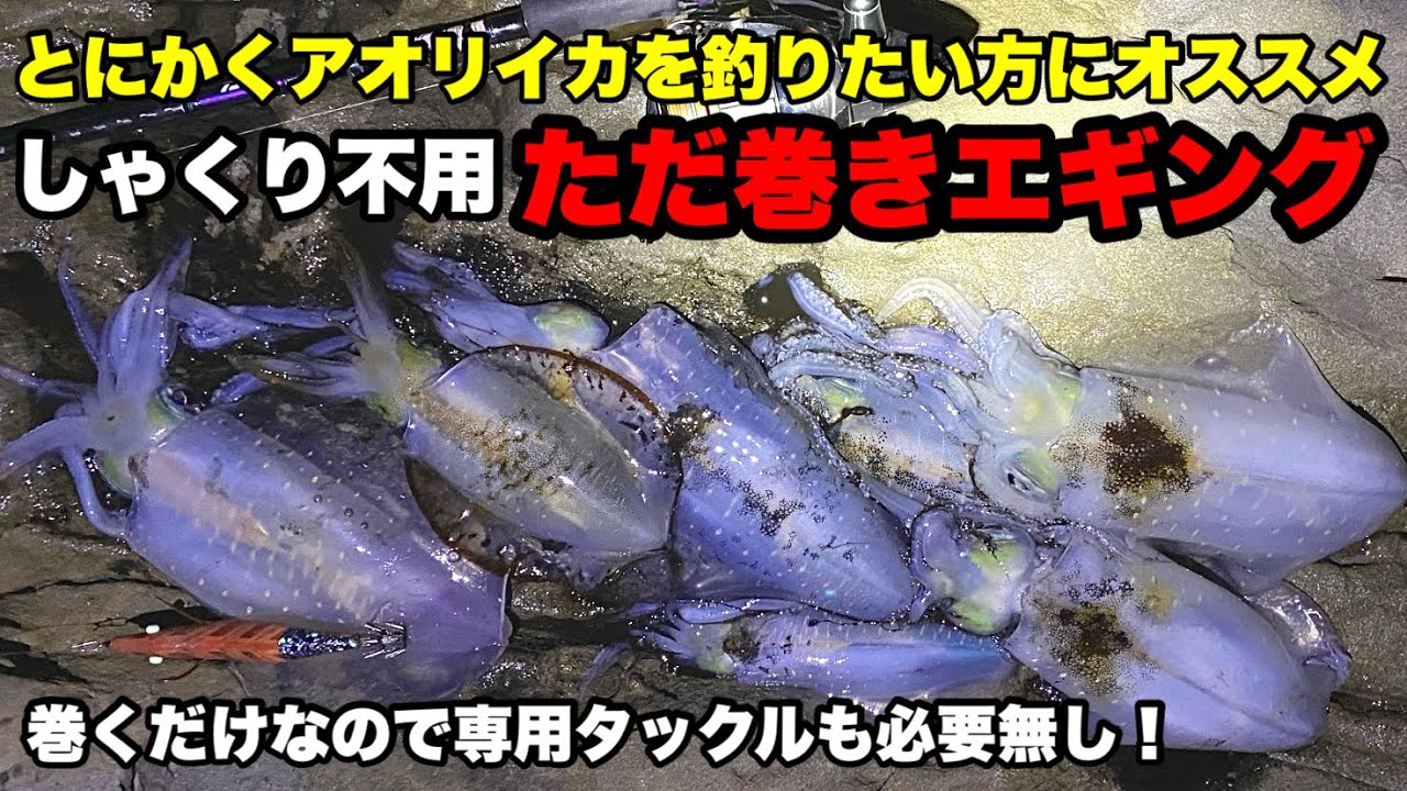 【ただ巻きエギング】投げて巻くだけで超簡単にアオリイカは釣れます