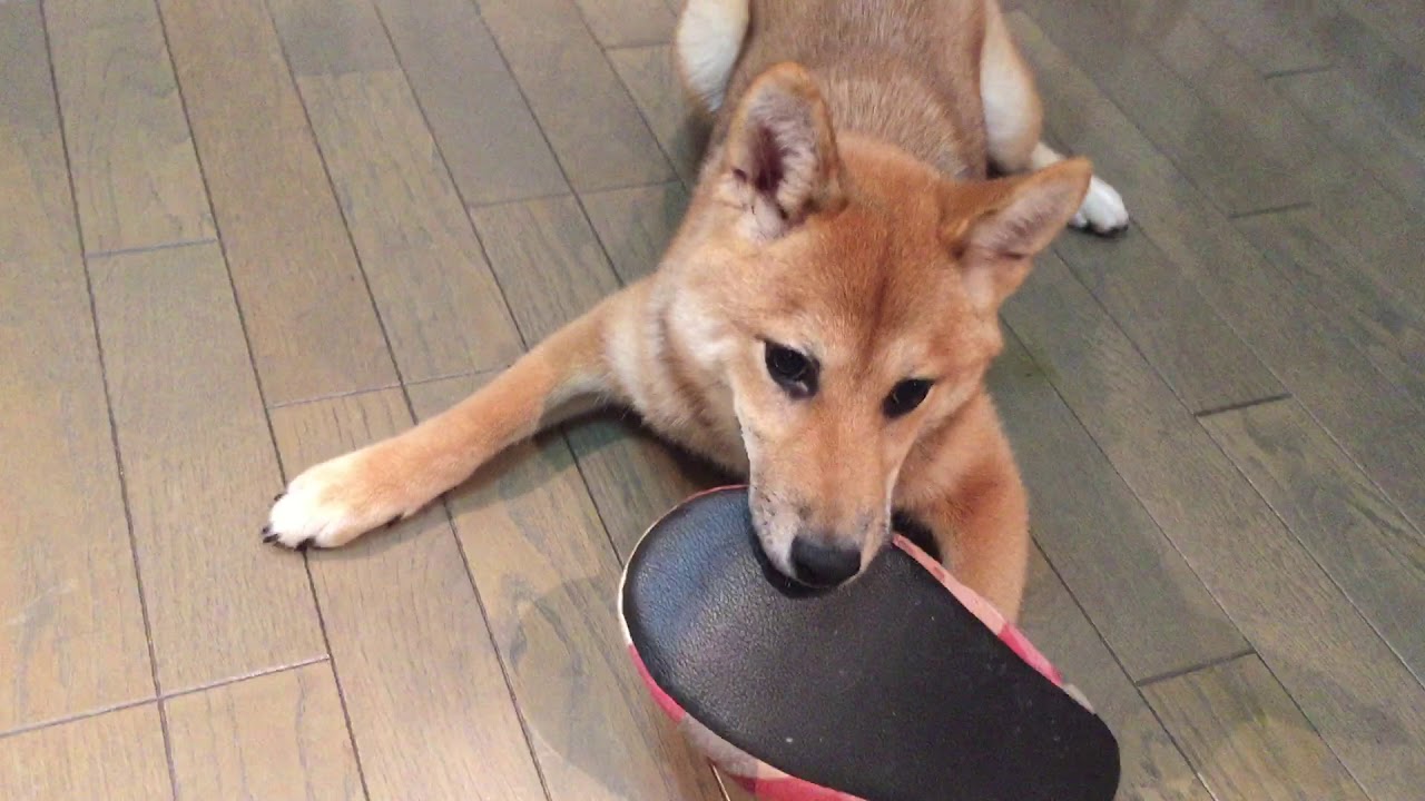 how crazy a shiba inu could be 柴犬はどれほどクレイジーですか#dog#doge#shiba#shibainu#柴犬#柴犬のいる暮らし#crazydog#funny#子犬