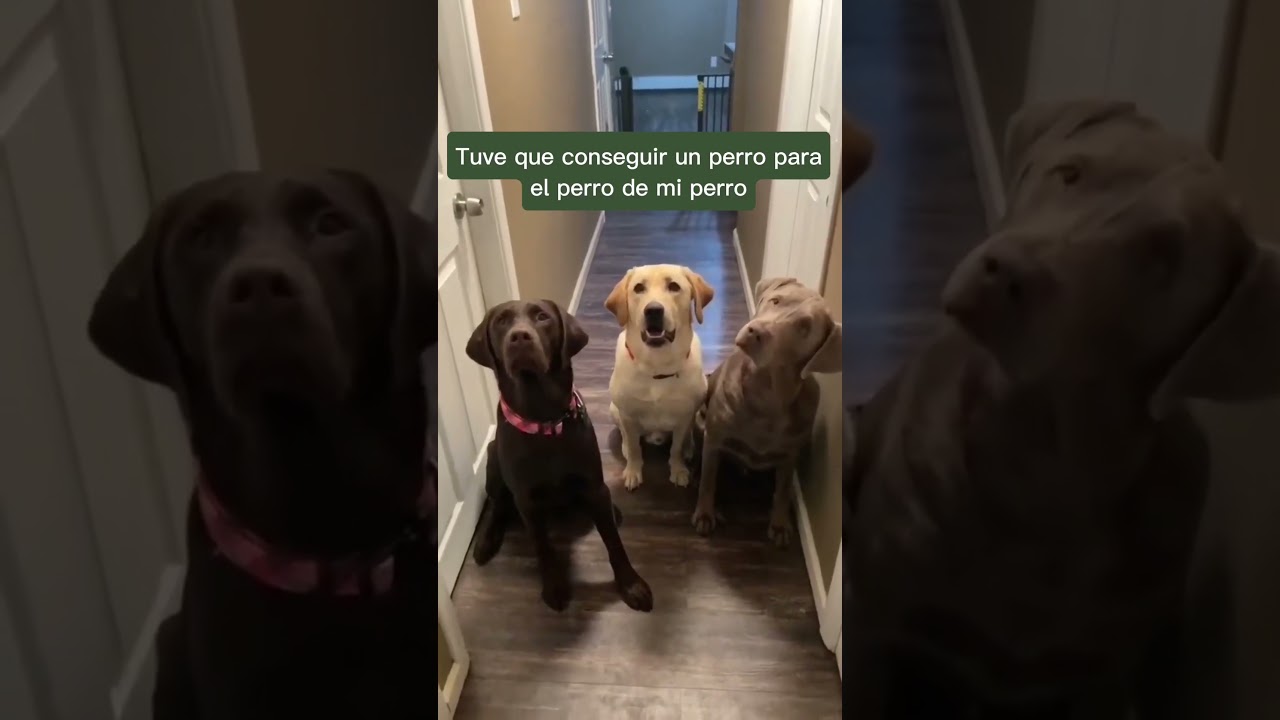 Por eso adopta un perro 🐶❤️ #adopcion #mascotas #perros