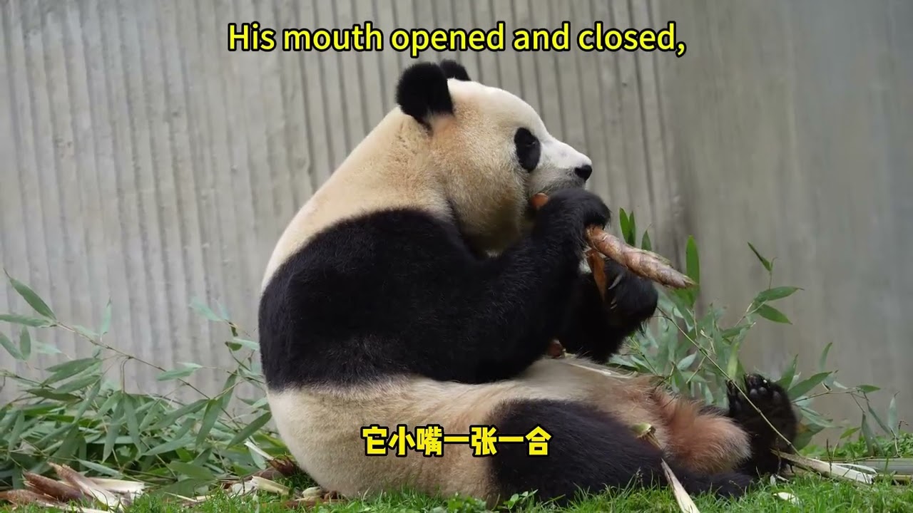 【我爱大熊猫】依宝和福宝隔墙时吃竹子 Yibao and Fubao ate bamboo when they were separated by a wall #熊猫 #panda #我爱大熊猫