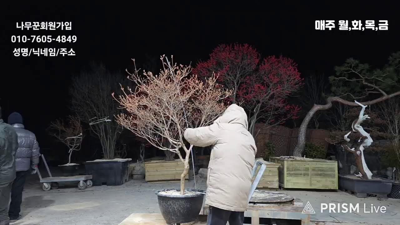 26년01월19일 님사랑이야기의 나무꾼경매장 116회(특수목,조경수,분재,정원수)