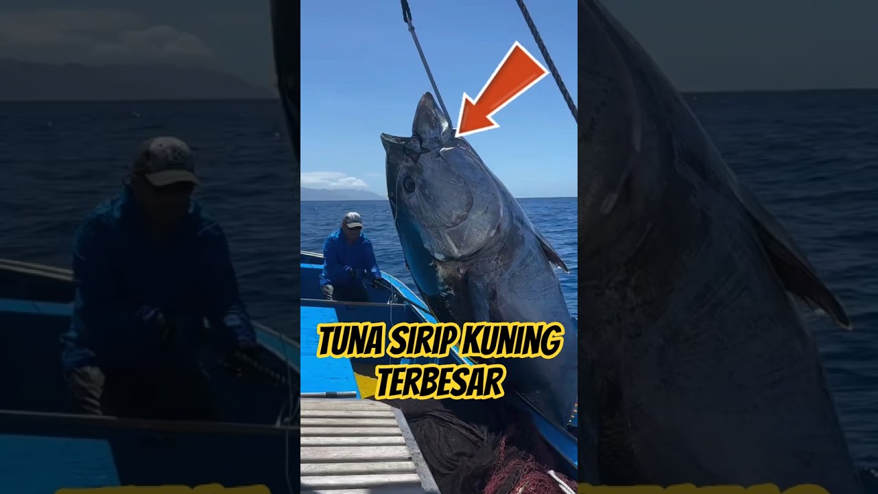 Ikan tuna sirip kuning raksasa #tuna_fish_cutting #tunafishing