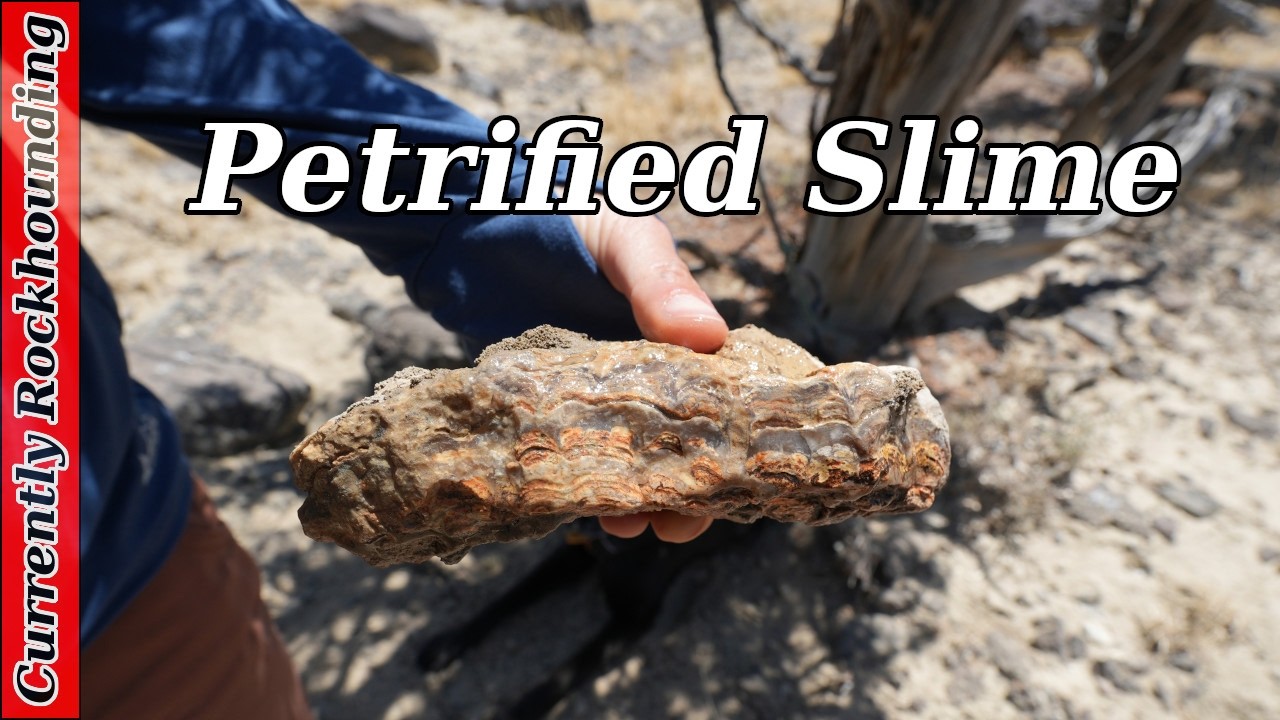 Early Fossil Evidence of Life // Stromatolites in Utah