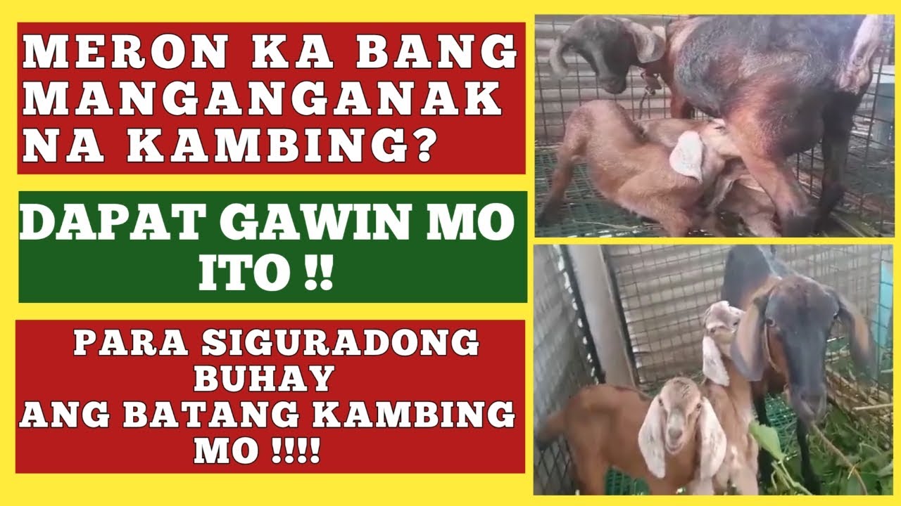 PAG-AALAGA SA BATANG KAMBING(FROM DAY 01 TO DAY 30)