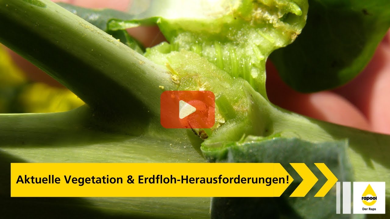 Rainer Raps im Herbst-Raps-Check: Aktuelle Vegetation & Erdfloh-Herausforderungen!