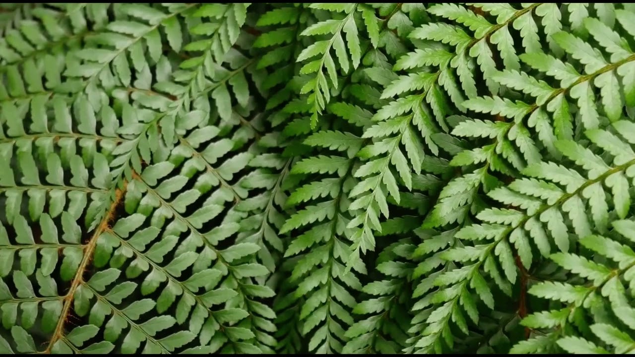 Forest Sounds: 8-hour Soundscape