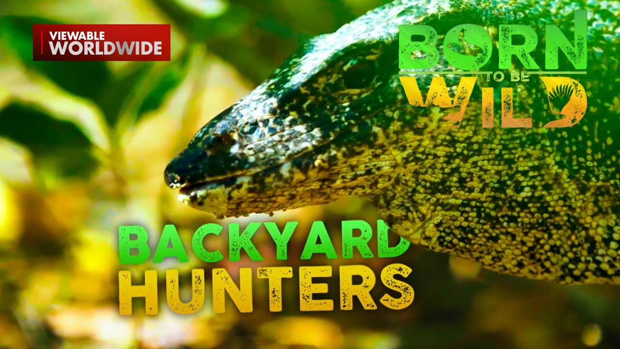 Mga bayawak, malayang naninirahan sa isang bakuran sa Busuanga, Palawan! | Born to Be Wild